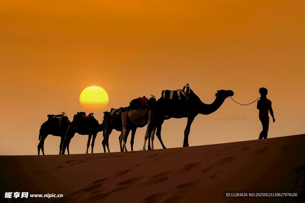 沙漠夕阳下的骆驼与旅人