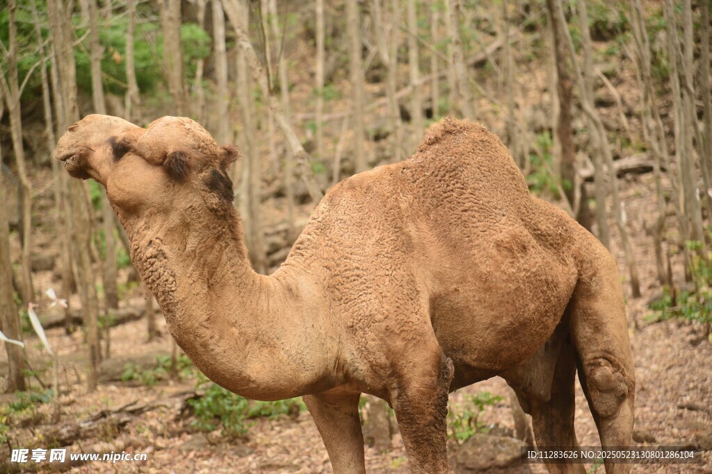 林中骆驼
