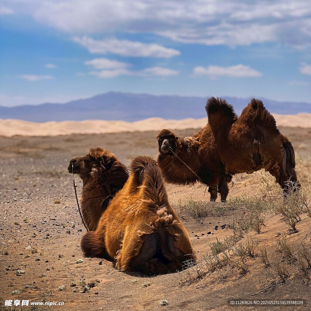 沙漠中的骆驼