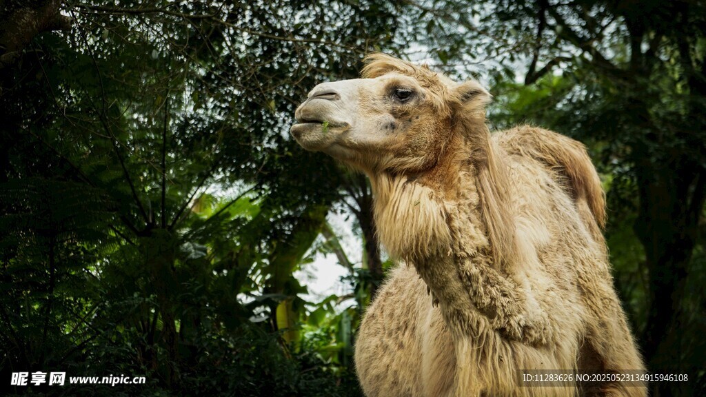 林中骆驼