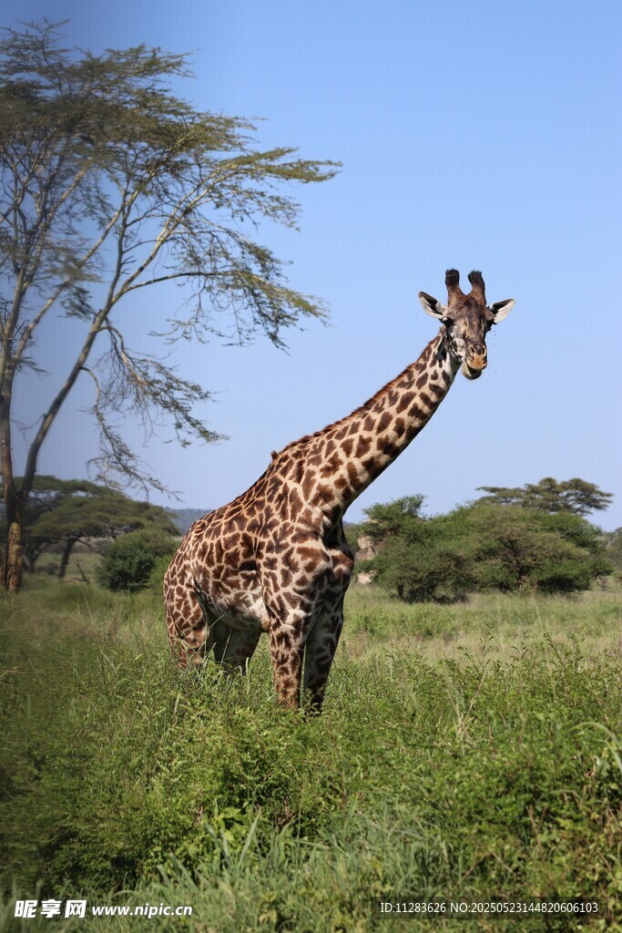 草原上的长颈鹿