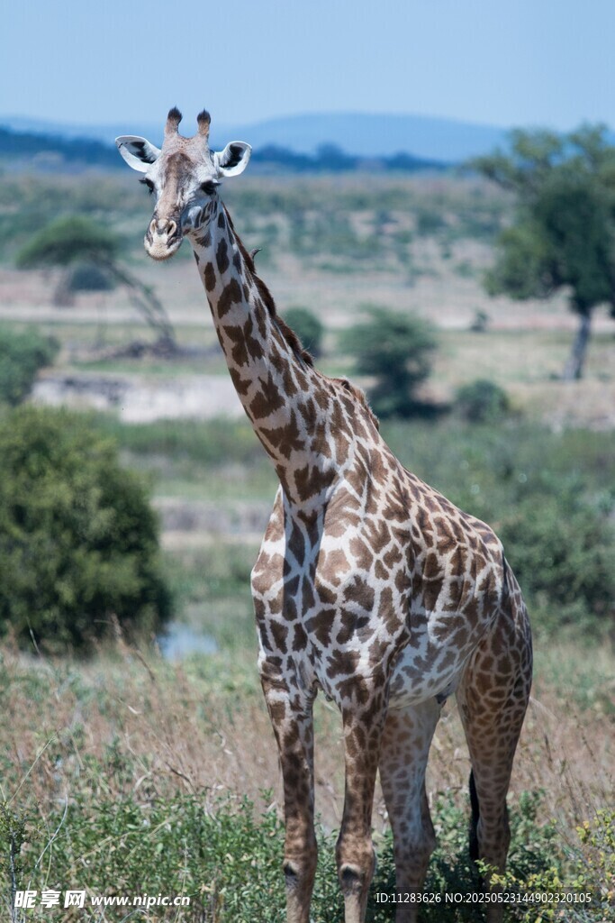 草原上的长颈鹿
