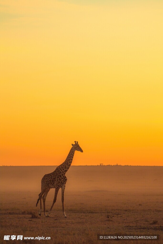 夕阳下独行的长颈鹿