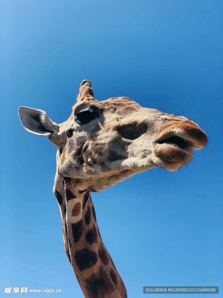 仰望蓝天的长颈鹿