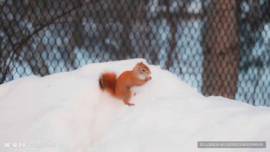 雪地中的可爱小松鼠