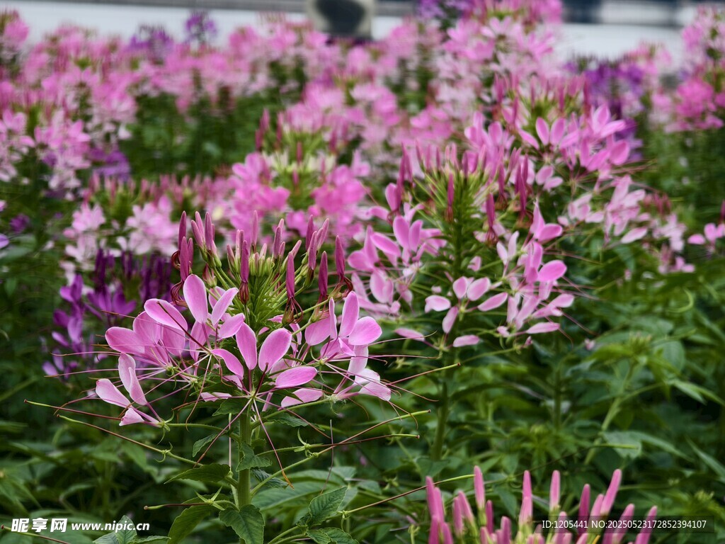 顺峰山醉蝶花花海