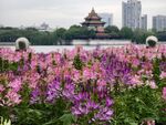 顺峰山公园醉蝶花花海