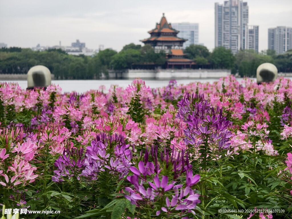 顺峰山公园醉蝶花花海