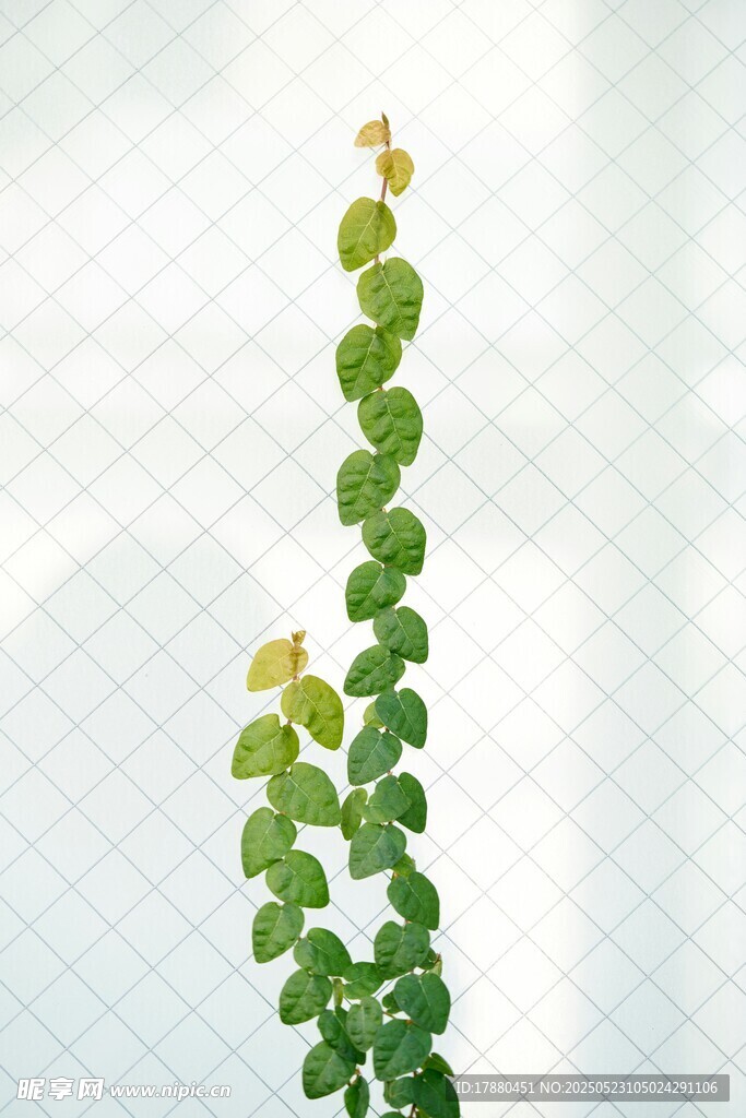 绿植