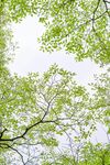 树枝