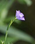 风铃花