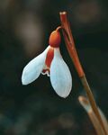 雪滴花