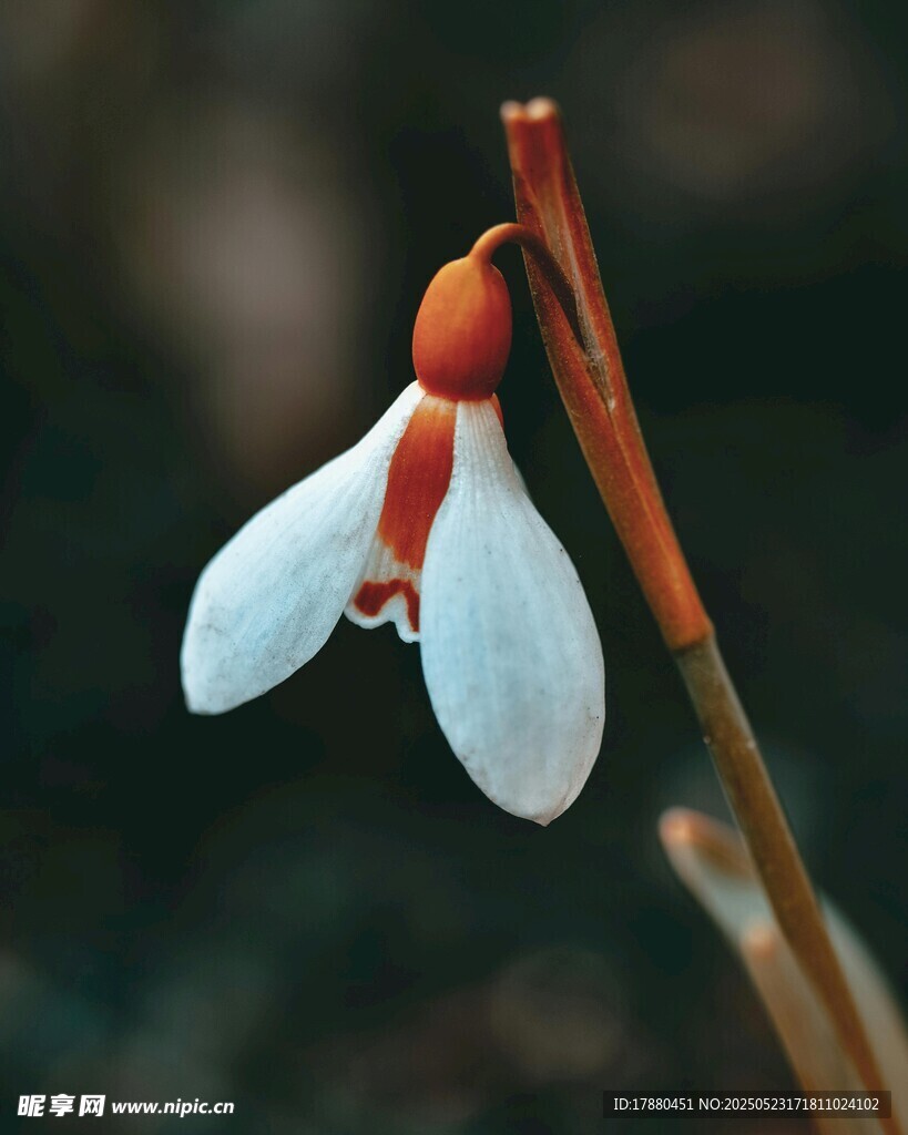 雪滴花
