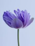 莲花