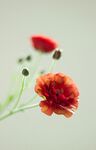花毛茛