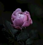 牡丹花