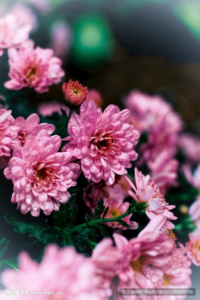 菊花