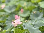 粉色荷花绽放于绿叶间