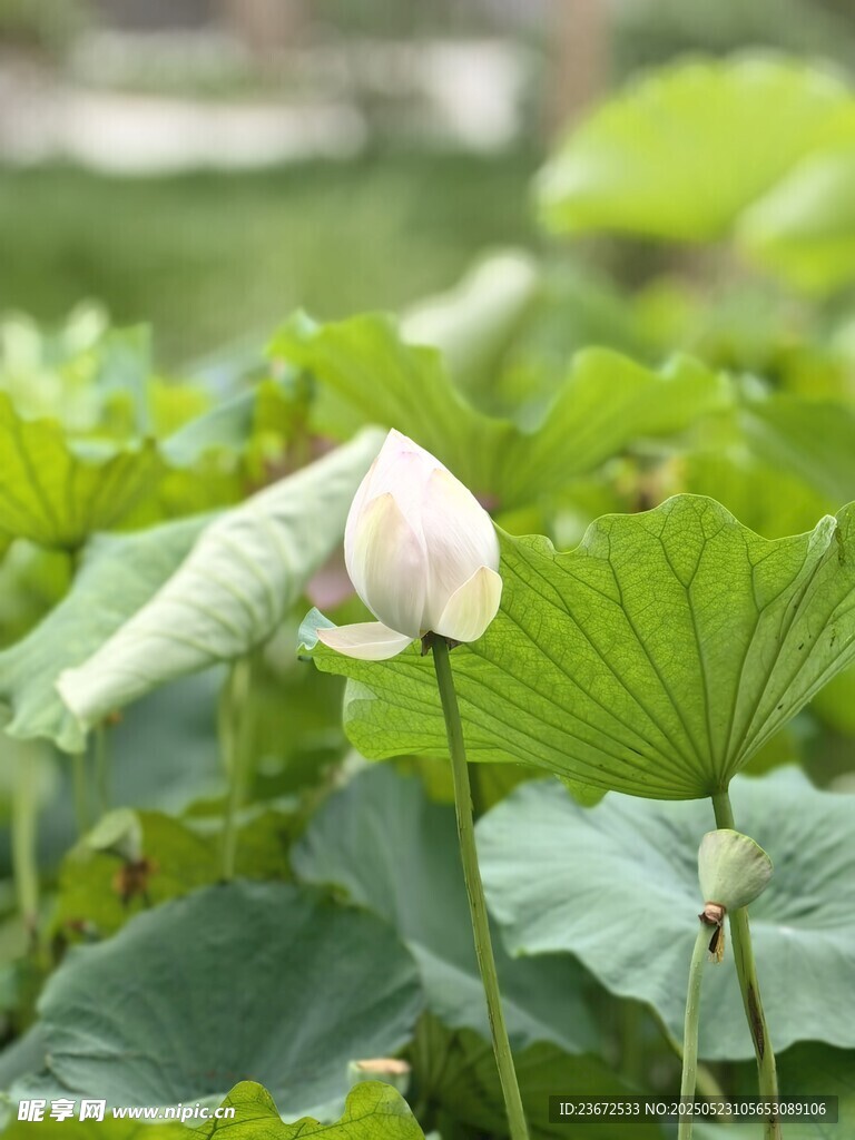 含苞待放的清新荷花