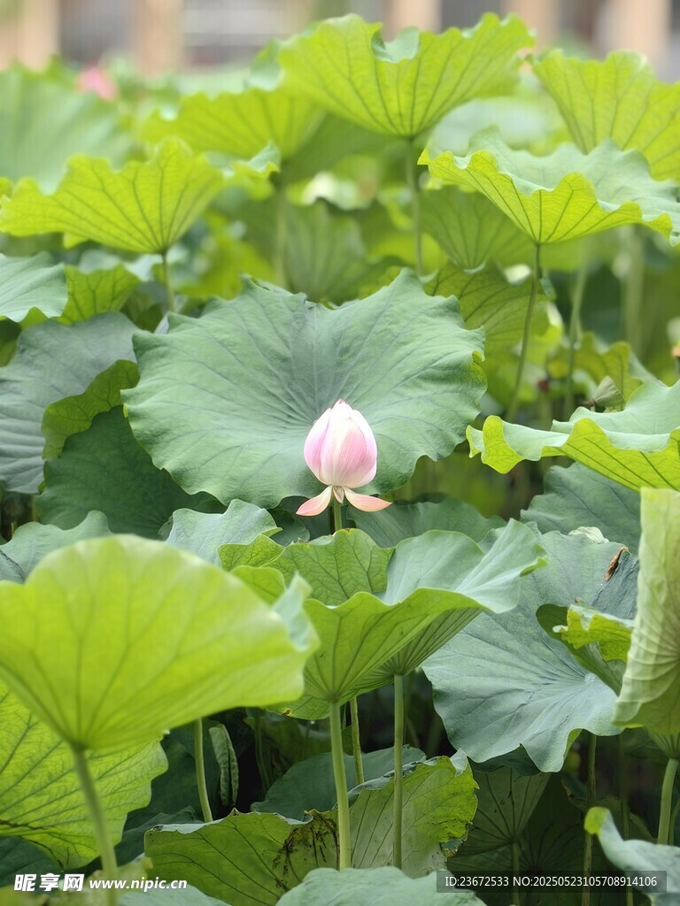 含苞待放的粉嫩荷花