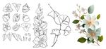花朵线条图元素