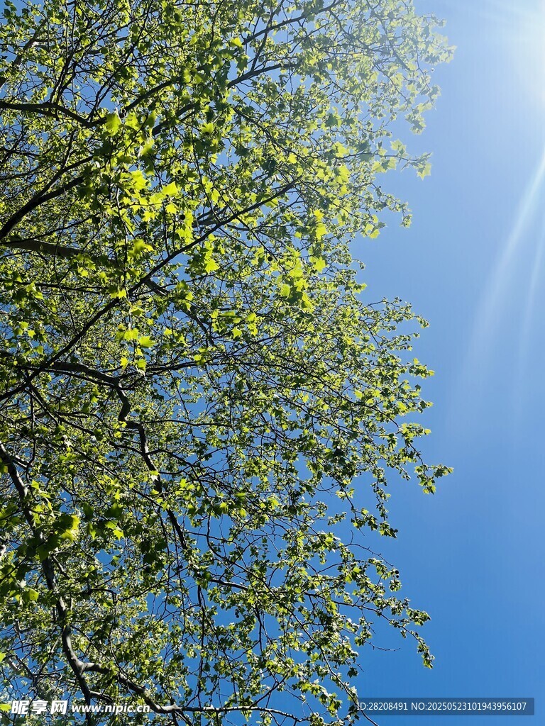 春日晴空