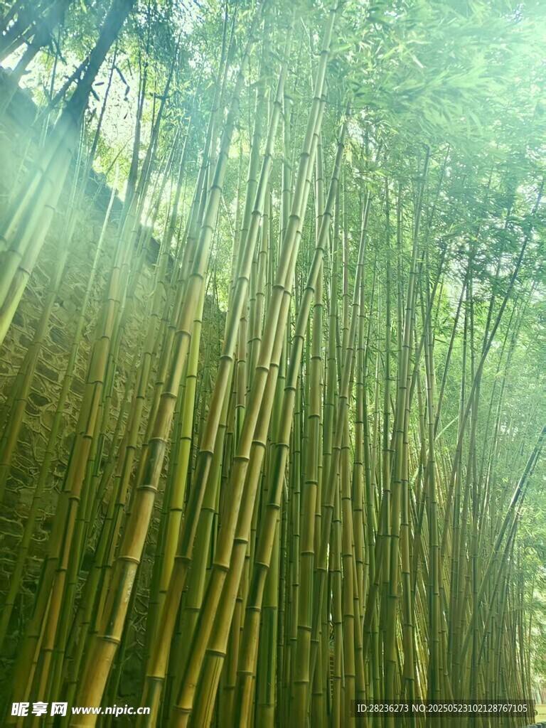 竹林