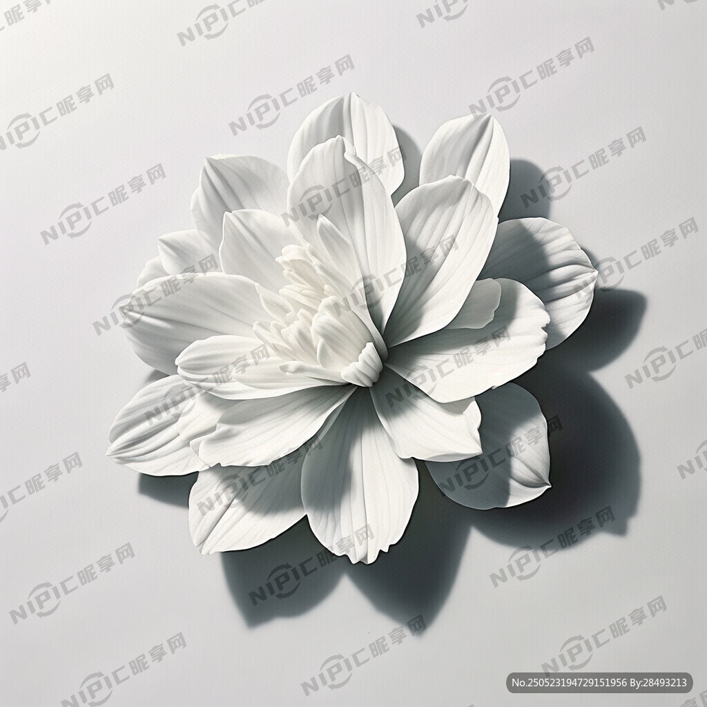 一朵白色花 白色背景