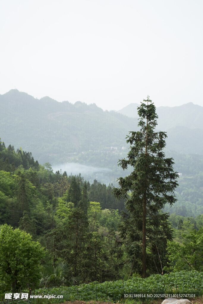 山林葱郁间的秀丽景致