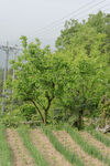 田园绿树农田景象