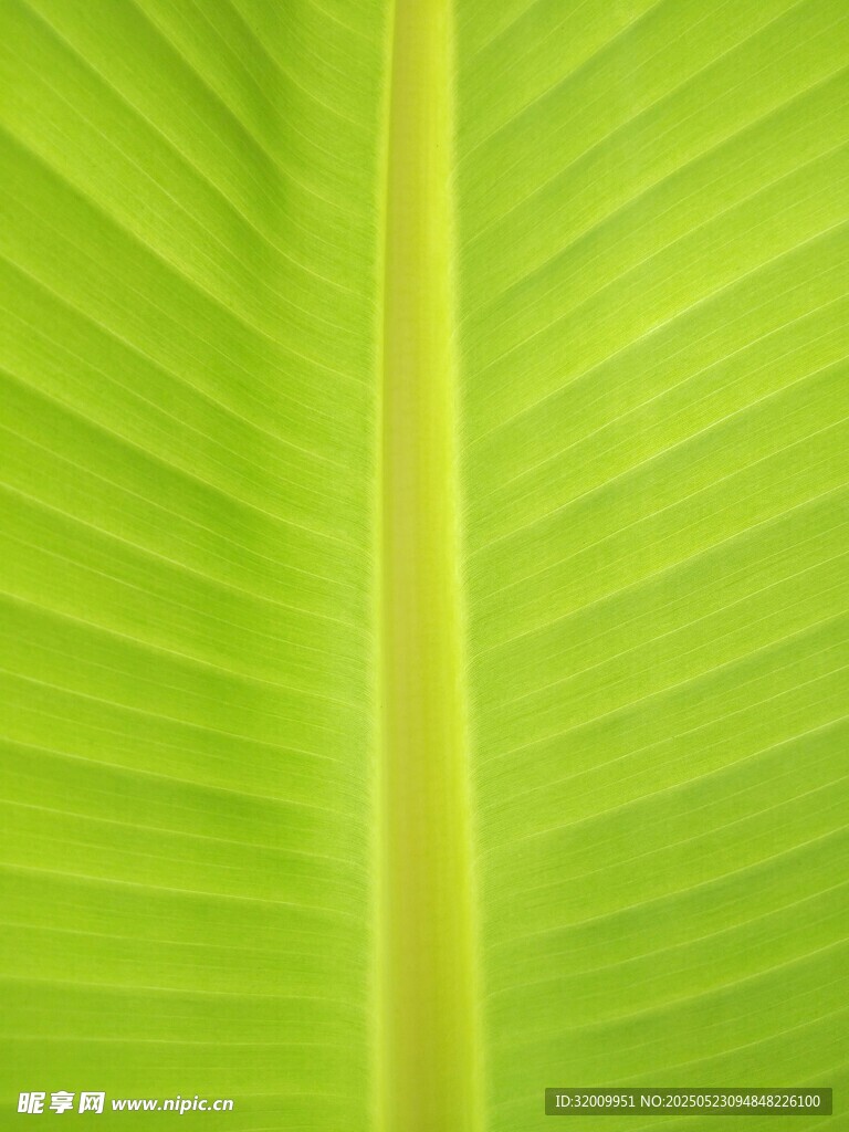 翠绿芭蕉叶纹理特写