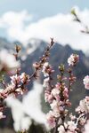 山间绽放的粉嫩花枝