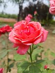 月季花