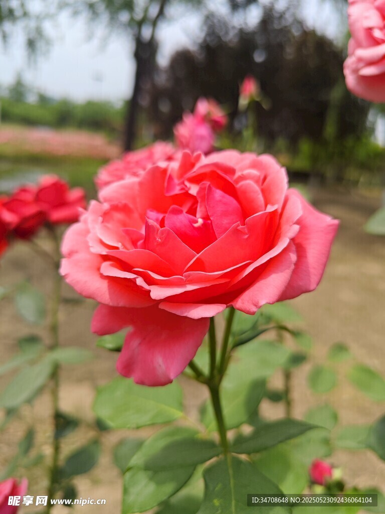 月季花