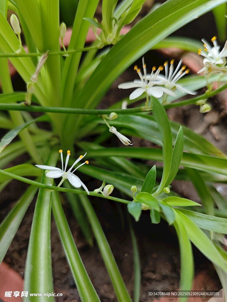 吊兰花