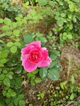 月季花