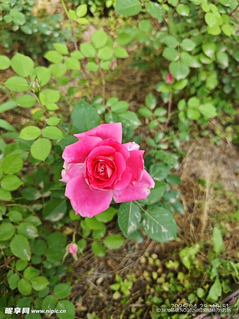 月季花