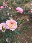 多色月季花