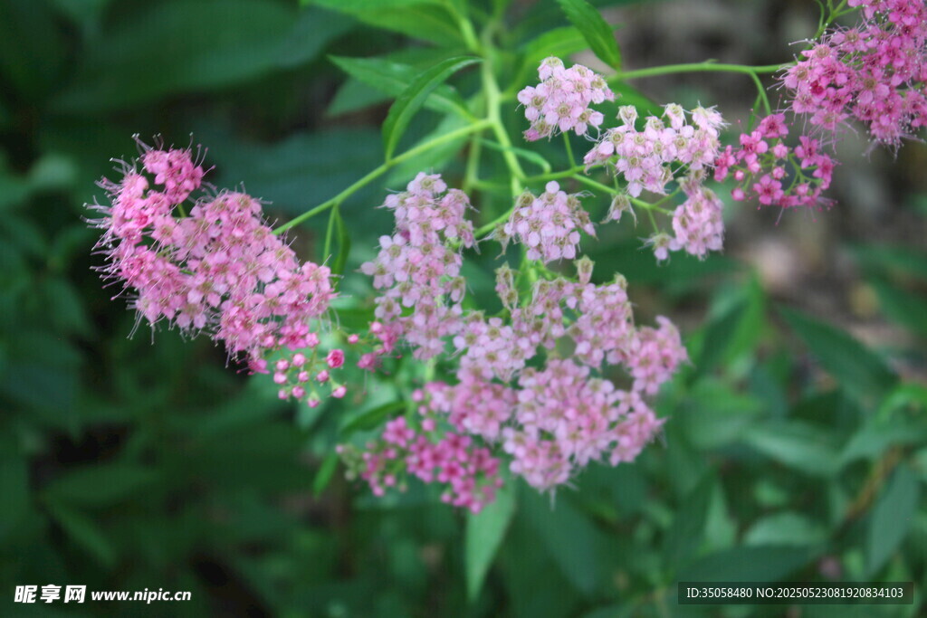 粉花绣线菊 