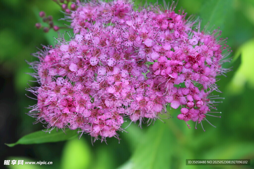 粉花绣线菊 