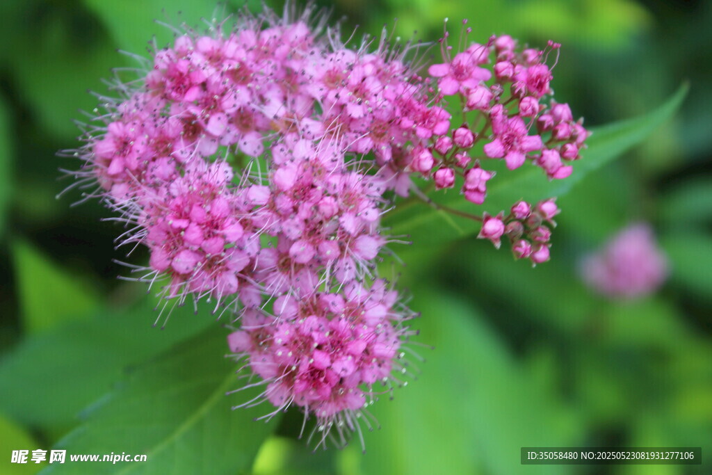 粉花绣线菊 