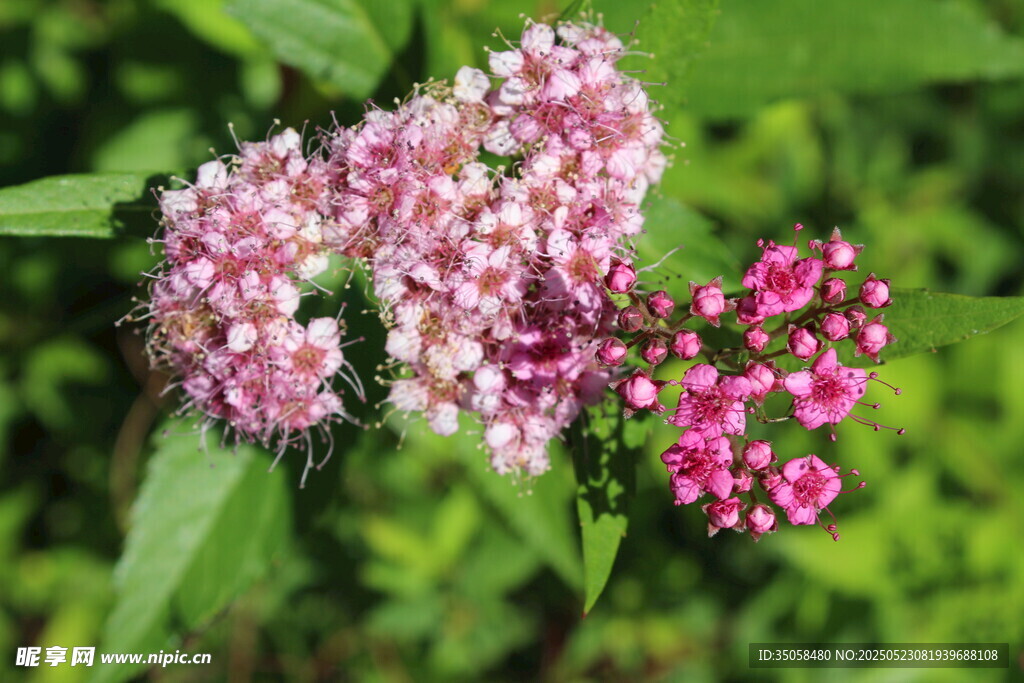 粉花绣线菊  