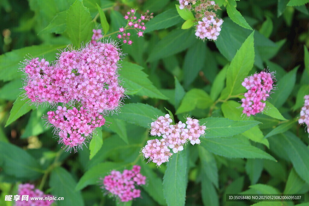 粉花绣线菊  