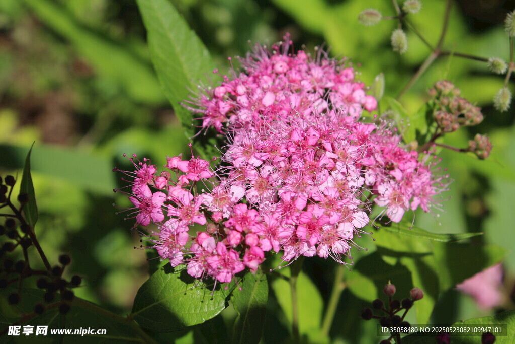 粉花绣线菊  