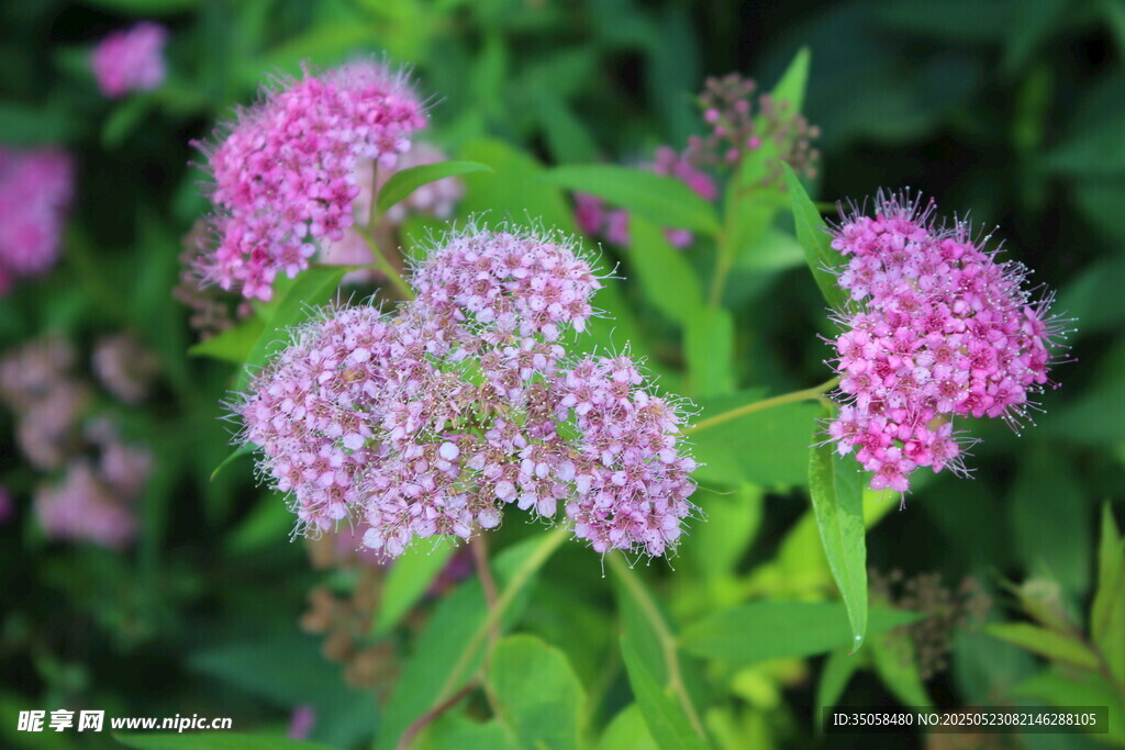粉花绣线菊  