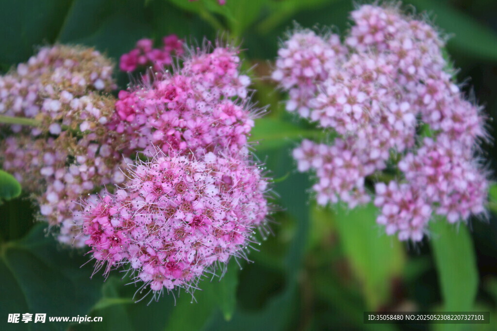 粉花绣线菊 