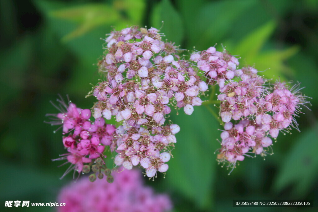 粉花绣线菊  