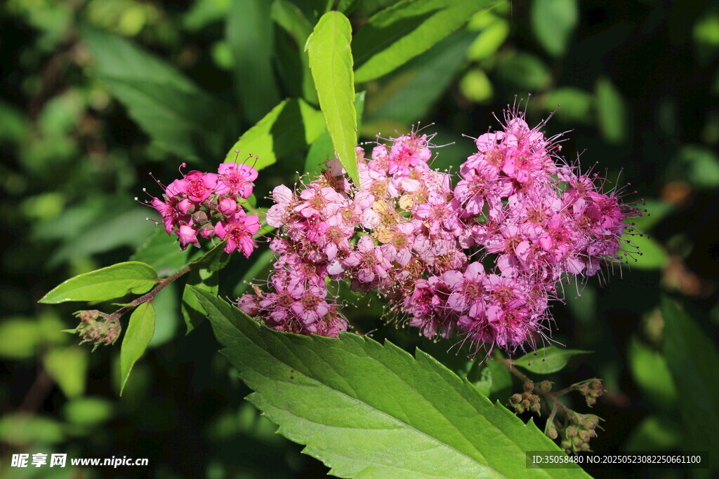 粉花绣线菊  