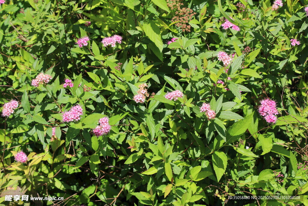 粉花绣线菊  