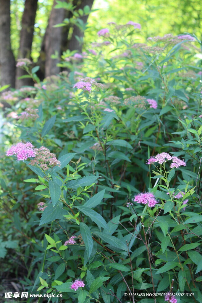 粉花绣线菊 